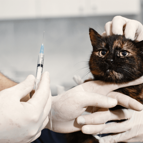Vaksin Kucing dan Anjing