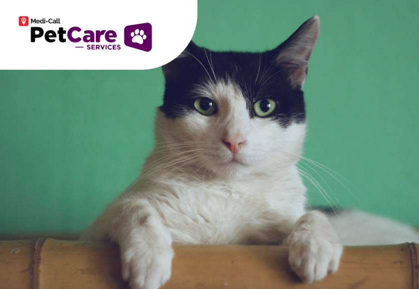 ciri ciri kucing stress Pet-Care