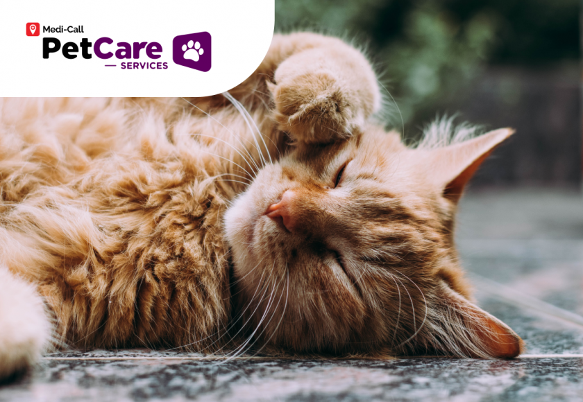 penyebab kucing scabies Pet-Care