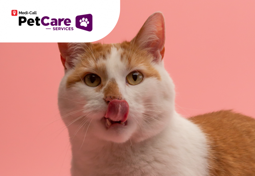 penyebab kucing muntah Pet-Care