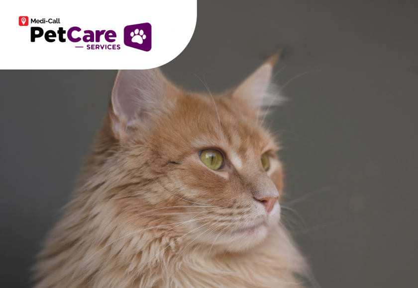 cara merawat kucing anggora Pet-Care