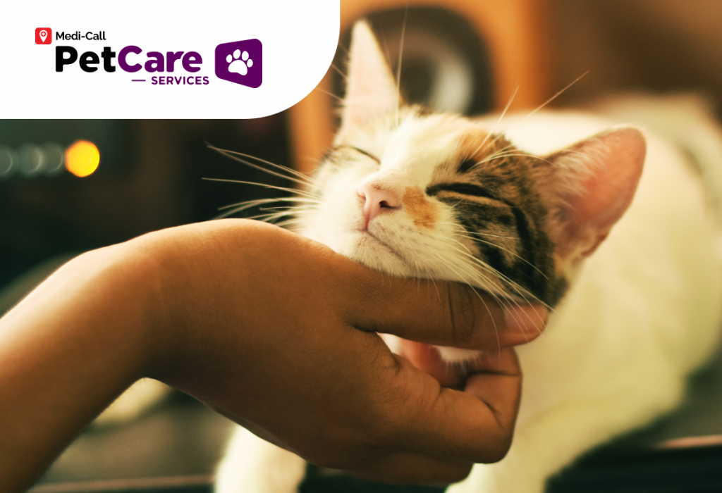 cara merawat kulit kucing Pet-Care