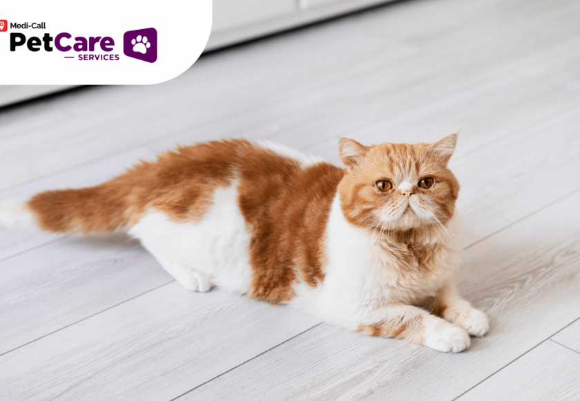 kucing kurang nyaman Pet-Care