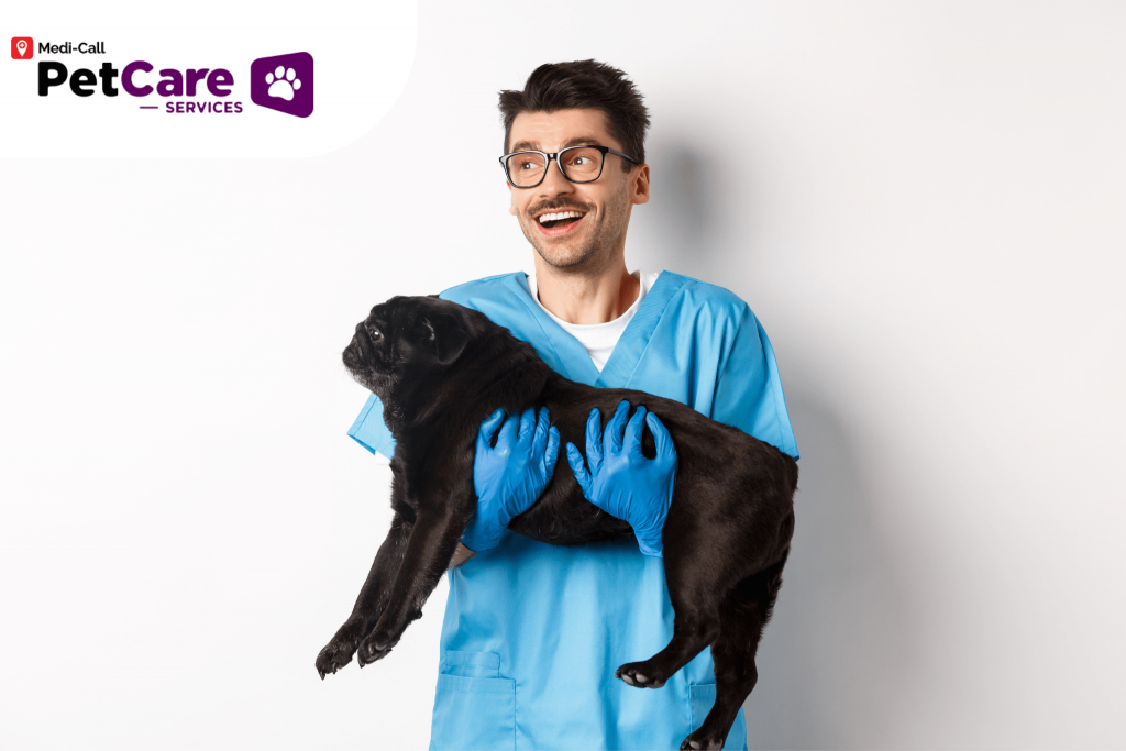 memilih dokter hewan Pet-Care