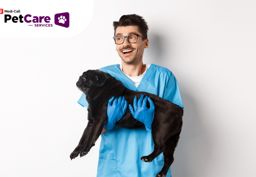 memilih dokter hewan Pet-Care