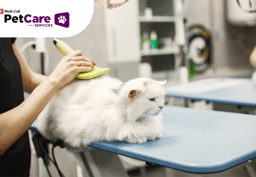 Cara Memandikan Kucing Pet-Care