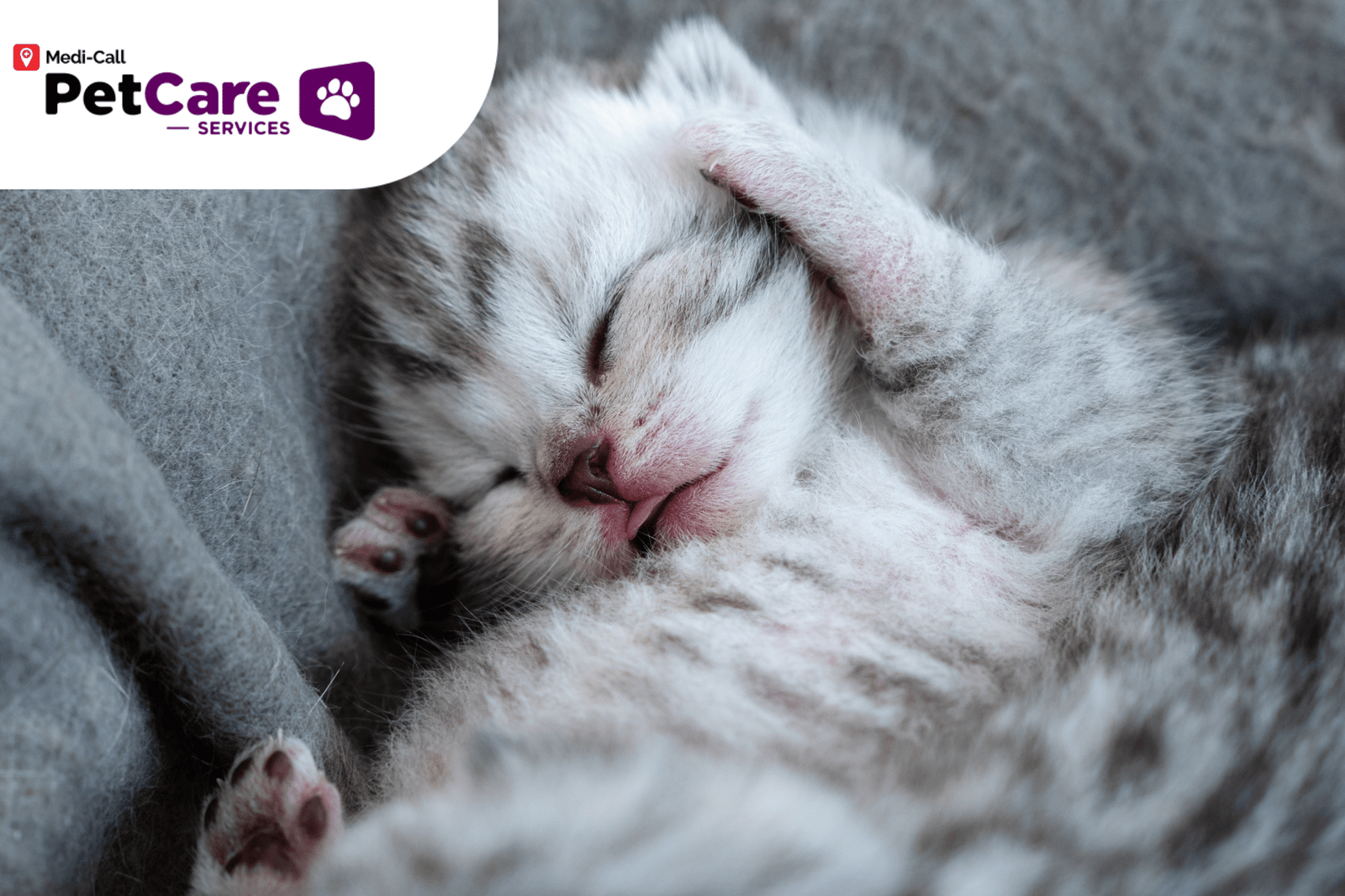 Cara Merawat Anak Kucing Pet-Care