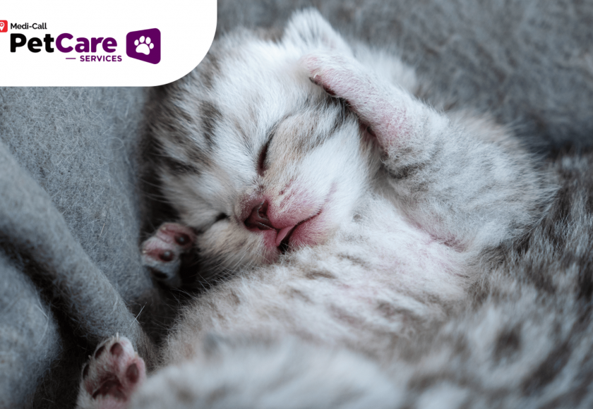 Cara Merawat Anak Kucing Pet-Care