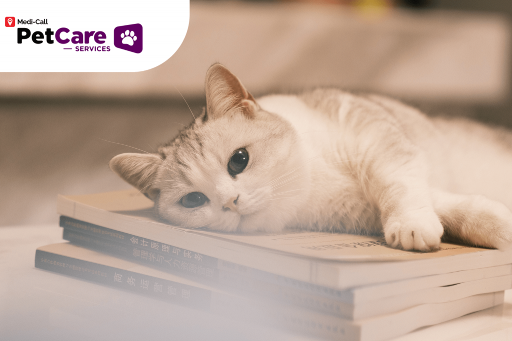 Fakta Kucing Munchkin Pet-Care