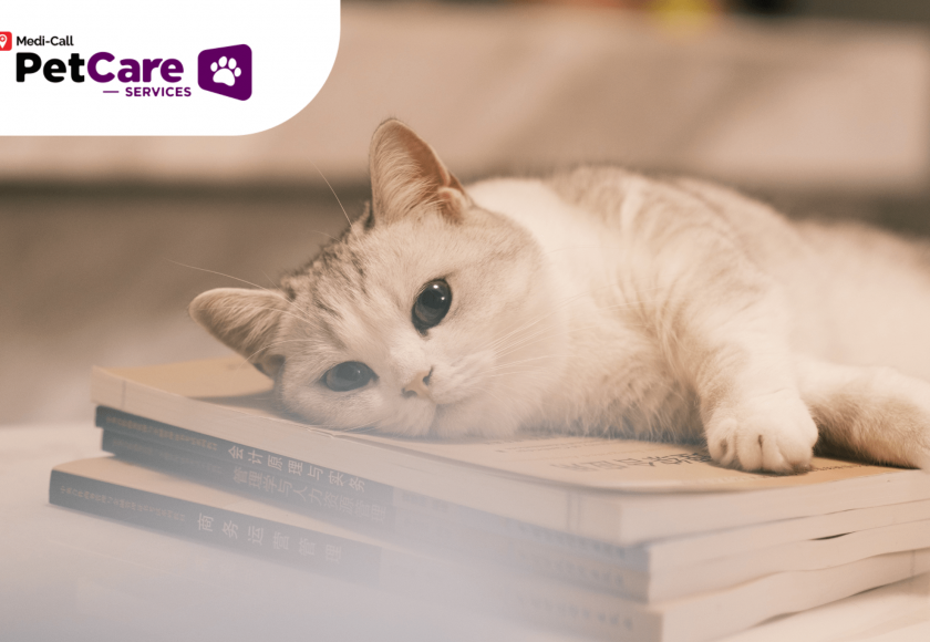 Fakta Kucing Munchkin Pet-Care