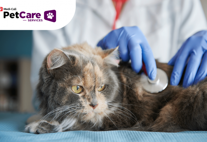 Penyakit Ginjal Kucing Pet-Care