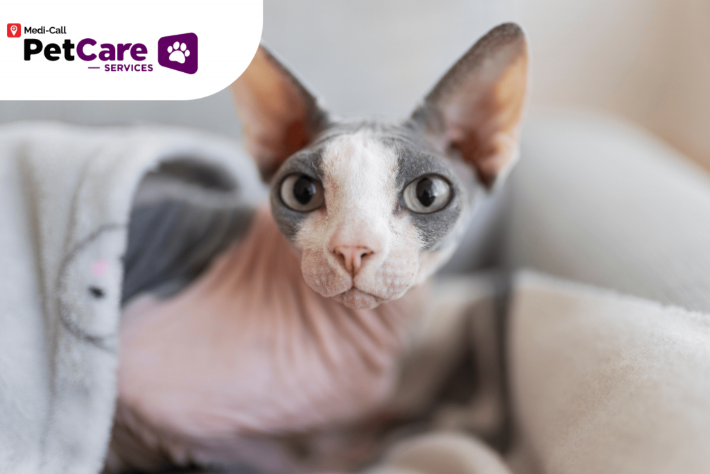 Fakta Kucing Sphynx Pet-Care