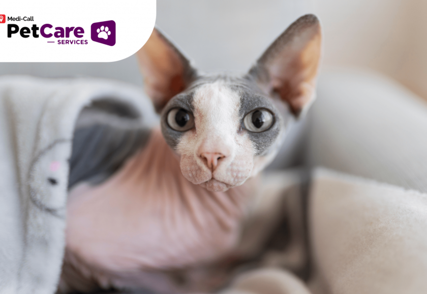 Fakta Kucing Sphynx Pet-Care