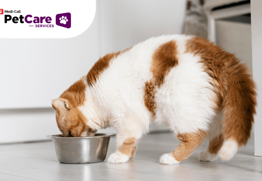 Makanan Kucing Sakit Ginjal Pet-Care