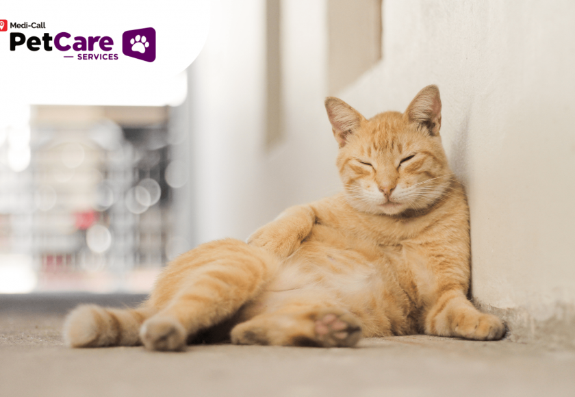 Kucing Obesitas Pet-Care