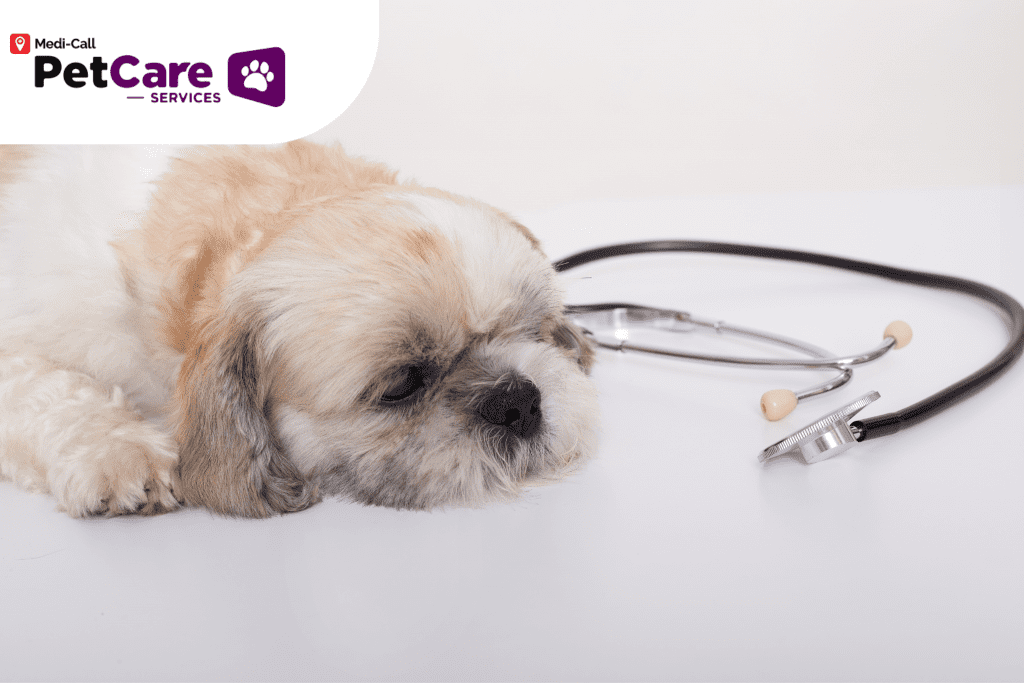 Macam-Macam Penyakit Zoonosis Pet-Care
