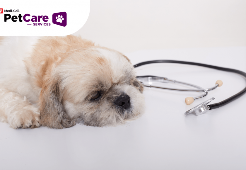 Macam-Macam Penyakit Zoonosis Pet-Care