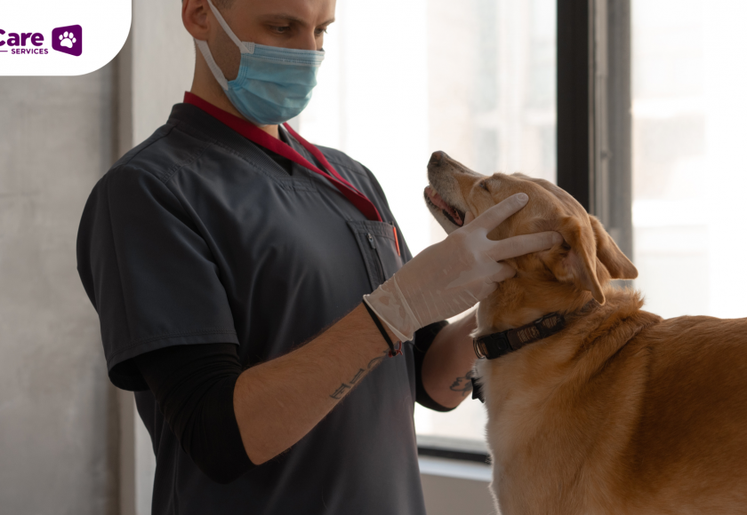 Vaksin Rabies Anjing