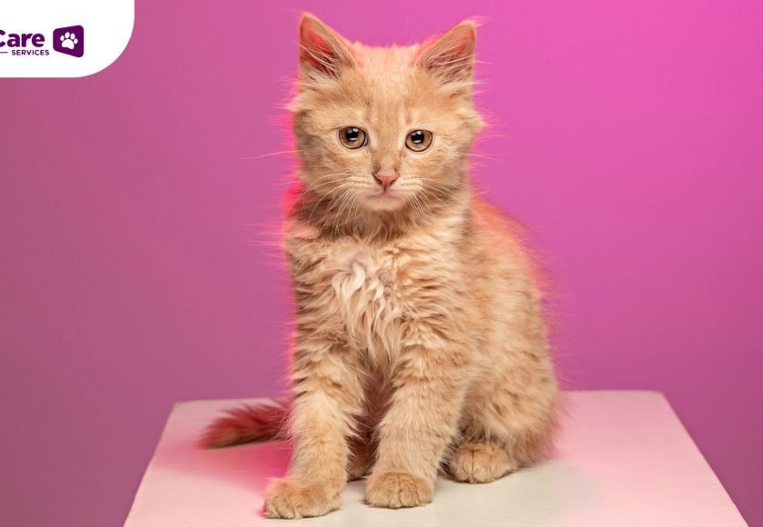 Kucing Menekan Kepala