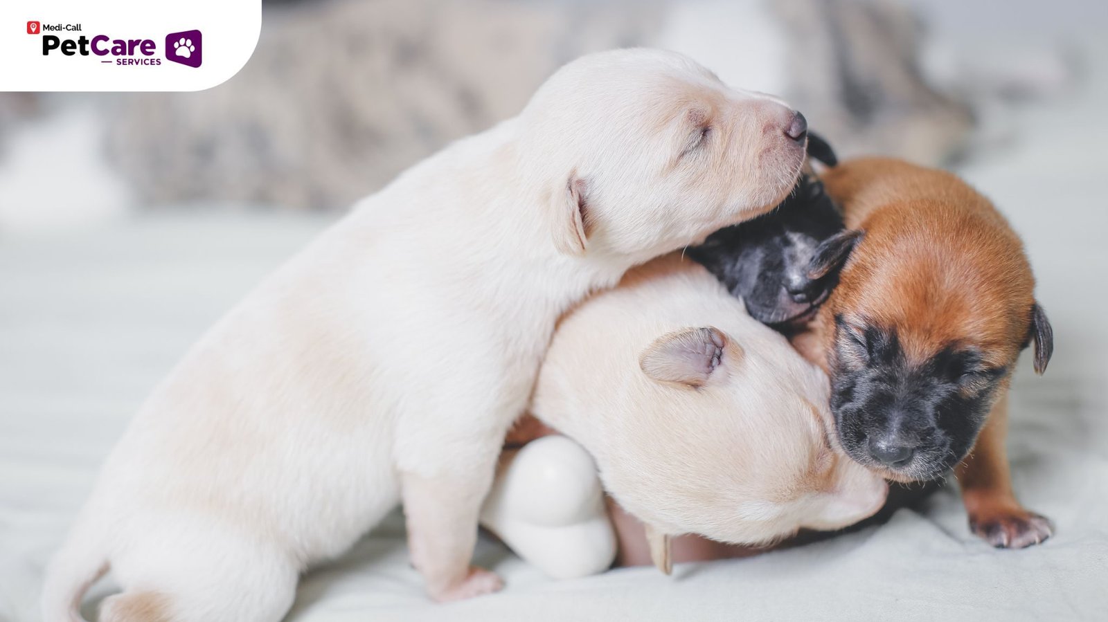 Vaksin Anak Anjing