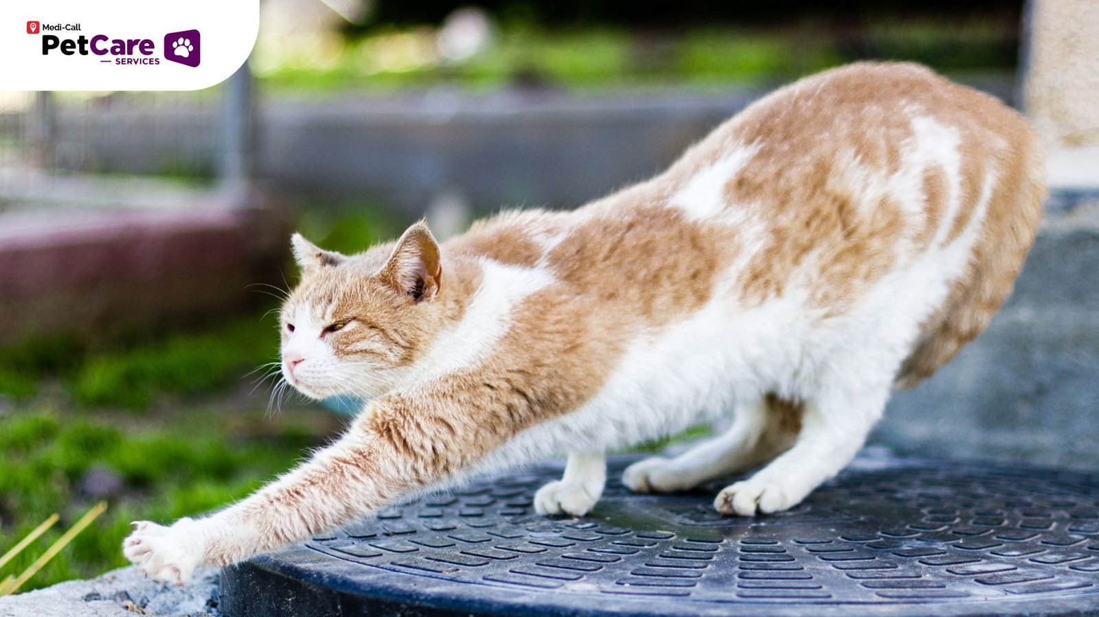 Peregangan Kucing