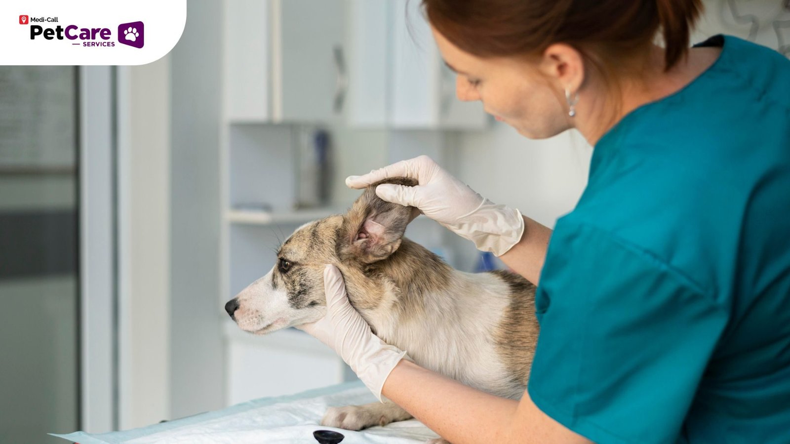Pemeriksaan Rutin Dokter Hewan