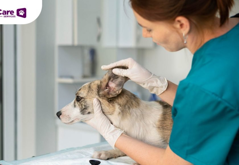Pemeriksaan Rutin Dokter Hewan