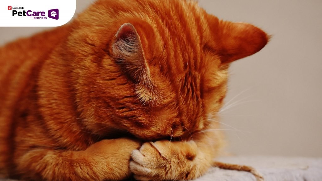 Kucing Muntah Bulu