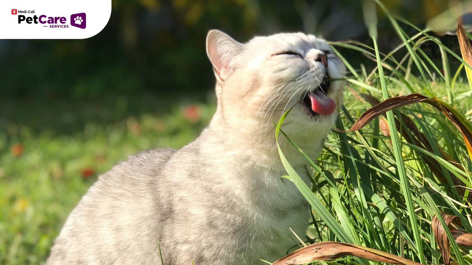 Kucing Makan Rumput