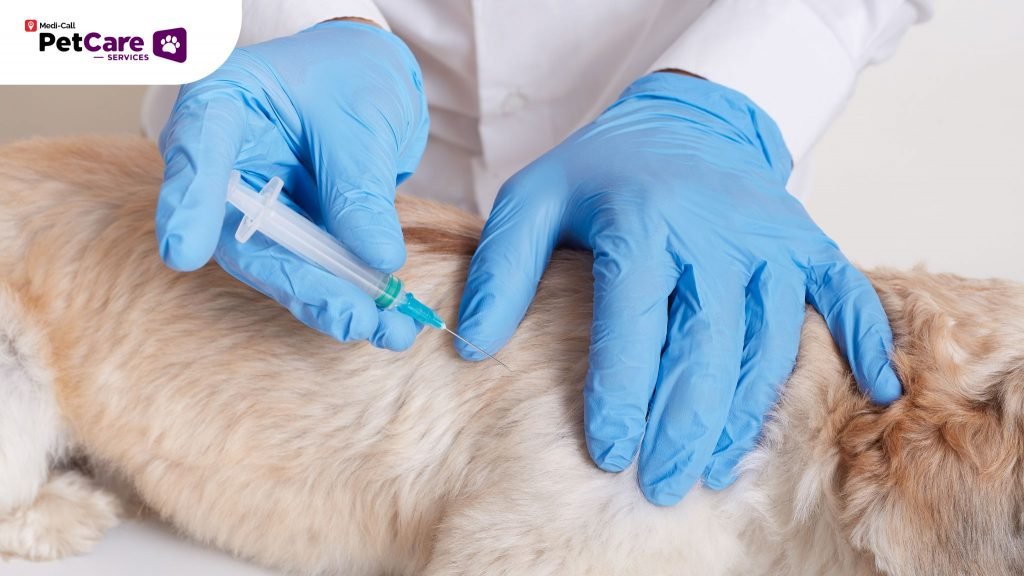 Vaksin Parainfluenza Anjing