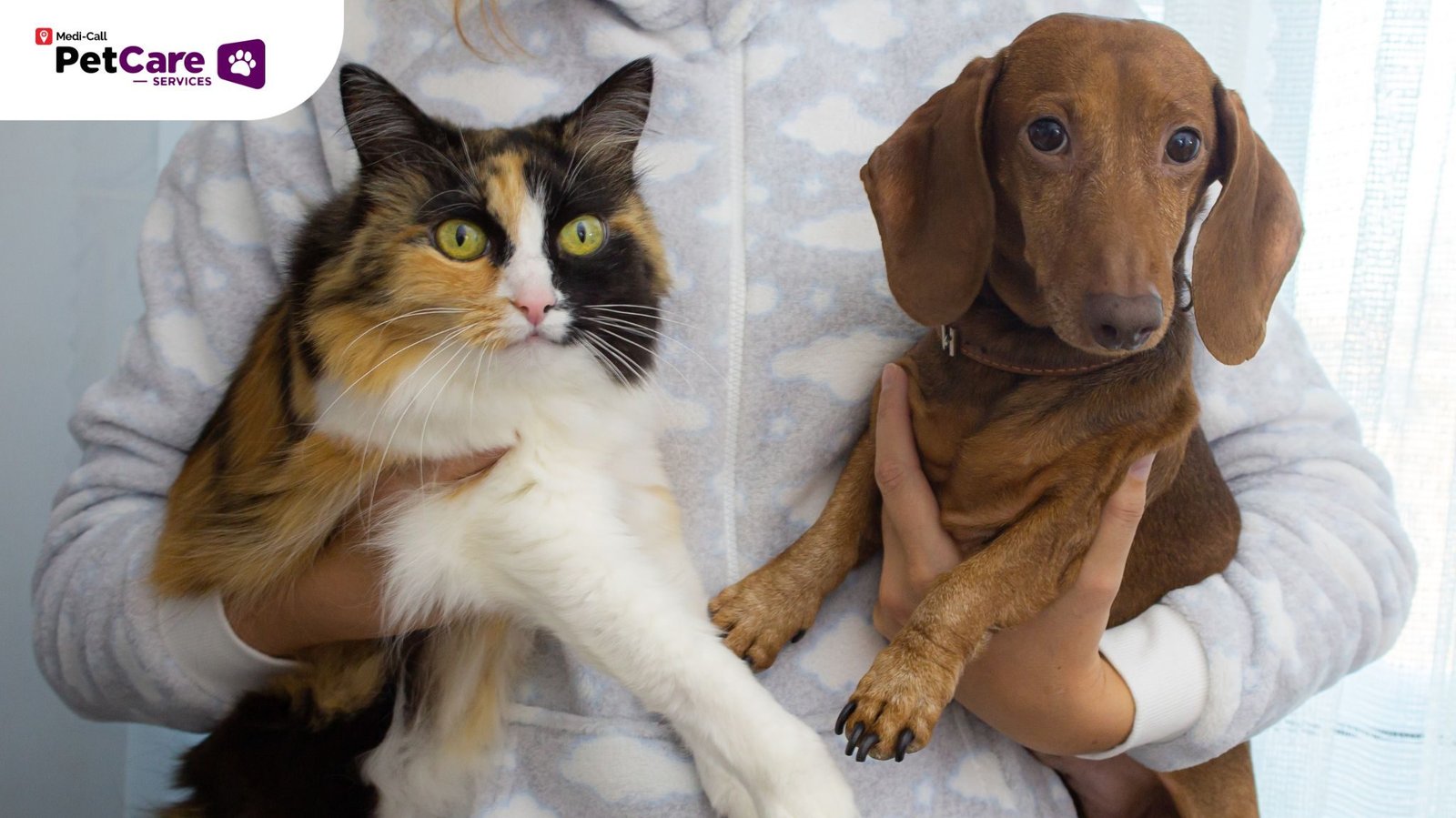 Diabetes pada anjing dan kucing