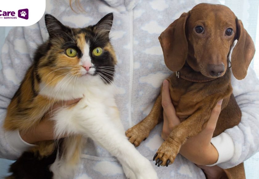 Diabetes pada anjing dan kucing