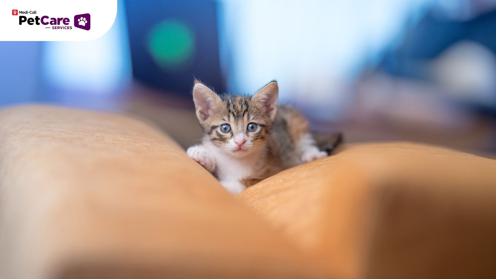 Vaksin Anak Kucing
