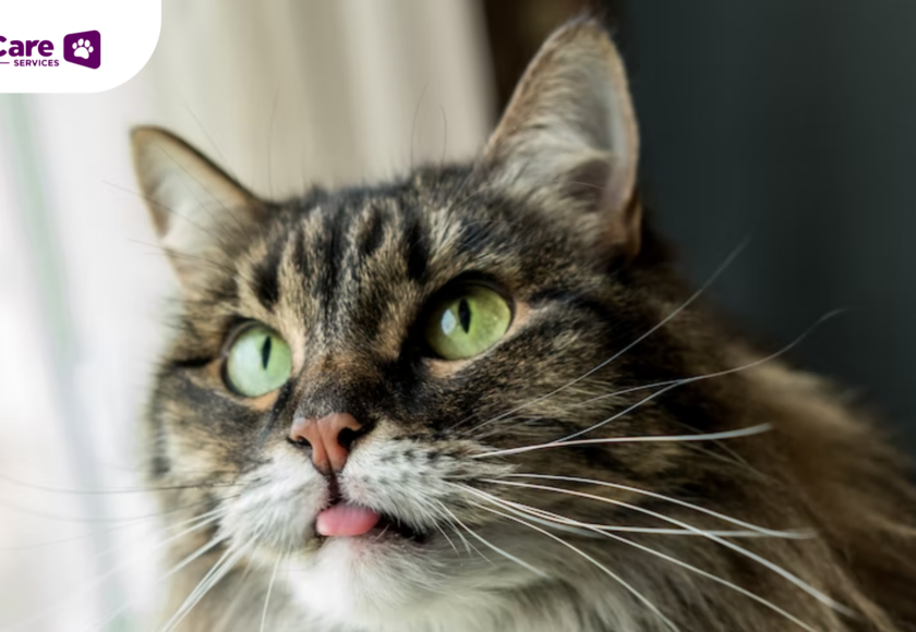 kucing menjulurkan lidah