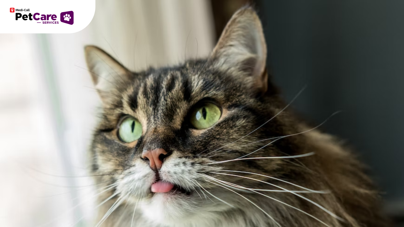 kucing menjulurkan lidah
