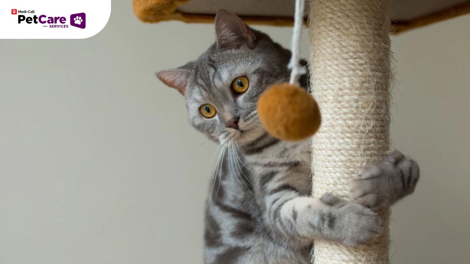 FLUTD Pada Kucing