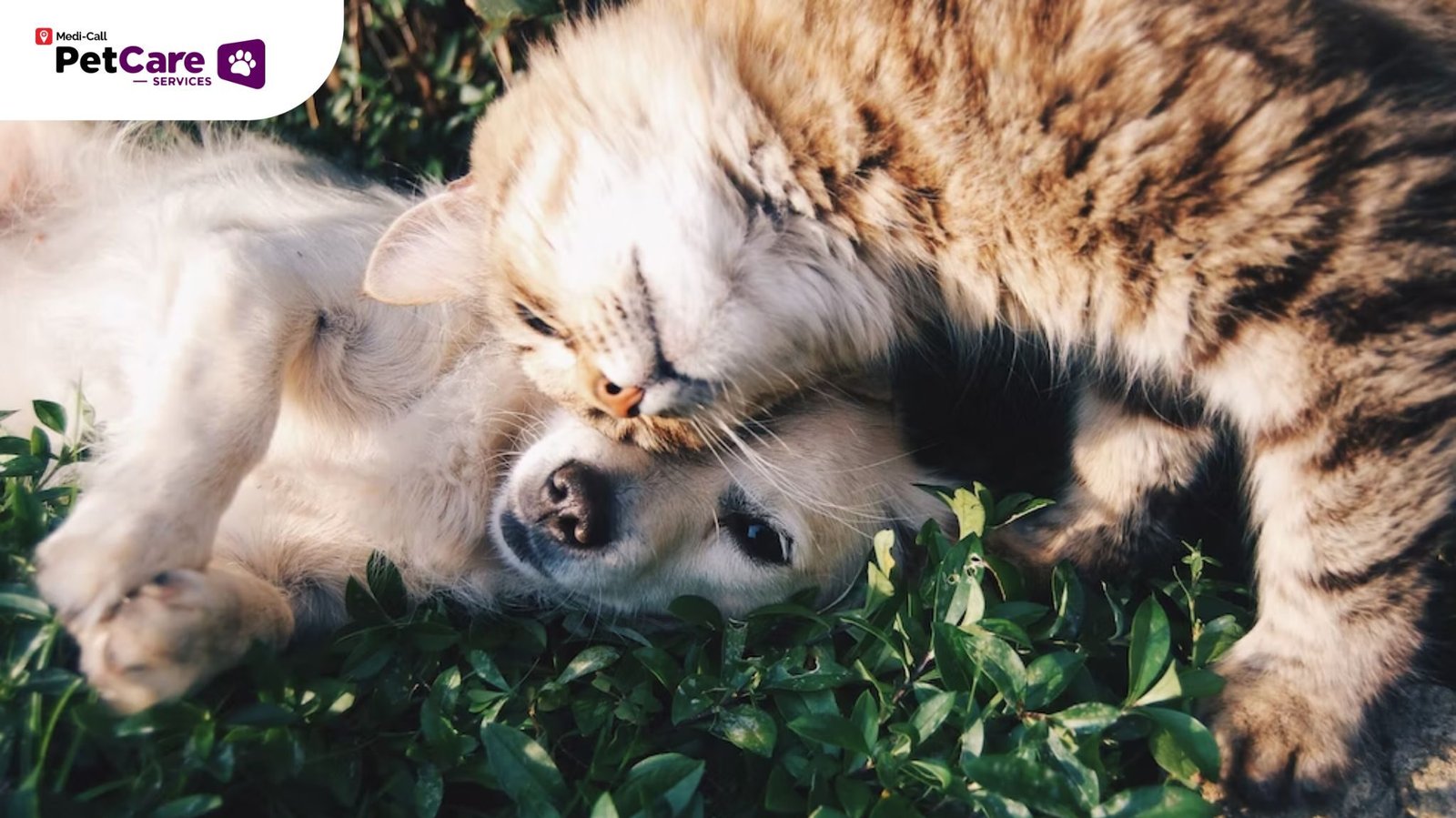 Parasit Kucing dan Anjing