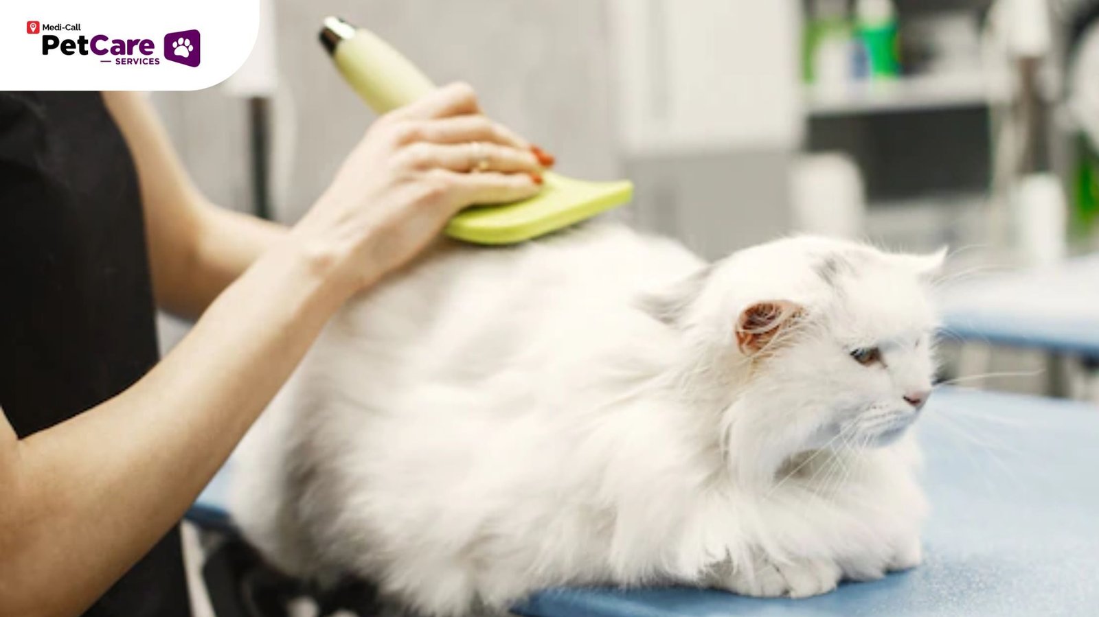 kiat menyisir bulu kucing