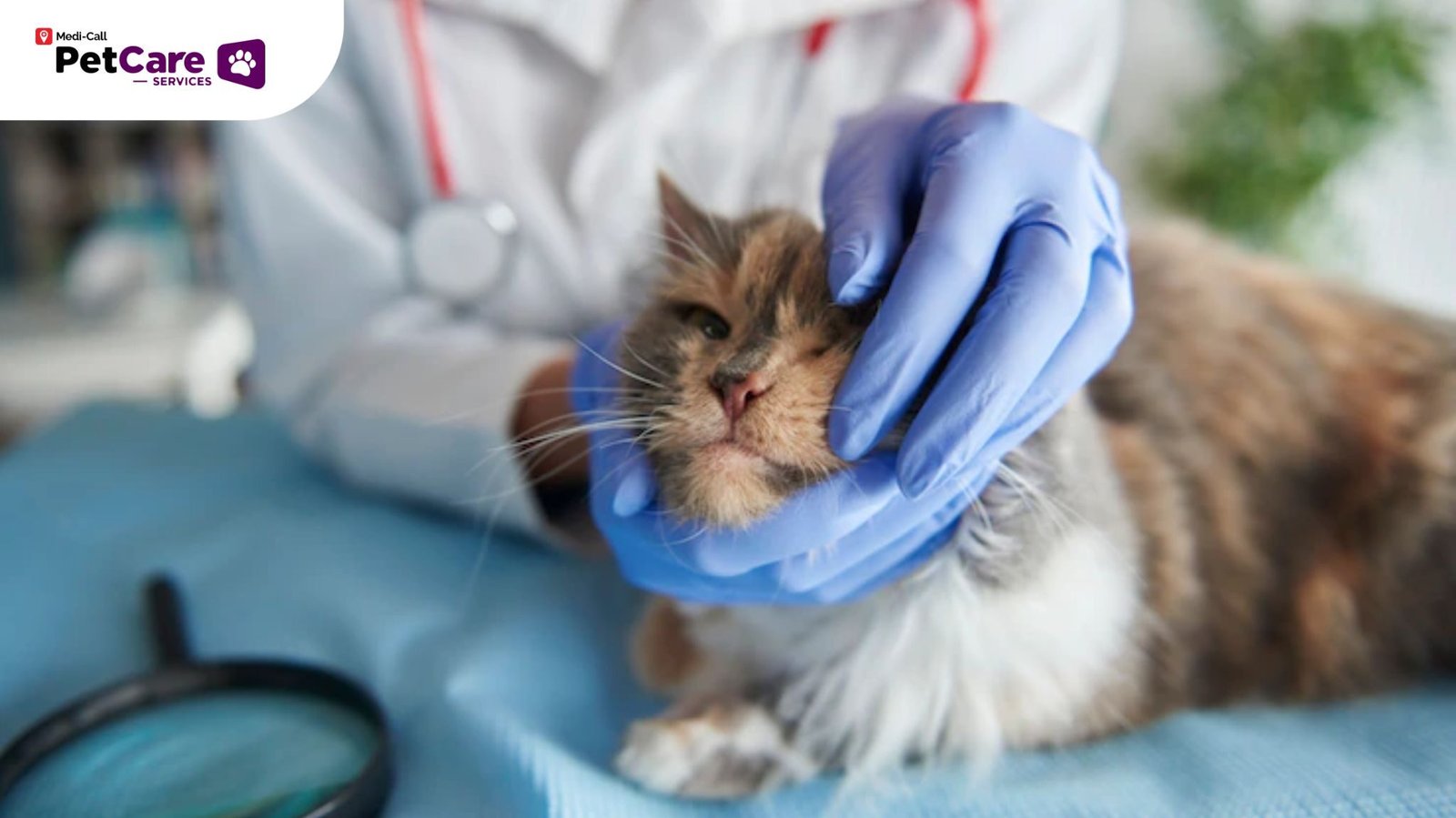 mengenali kucing sakit