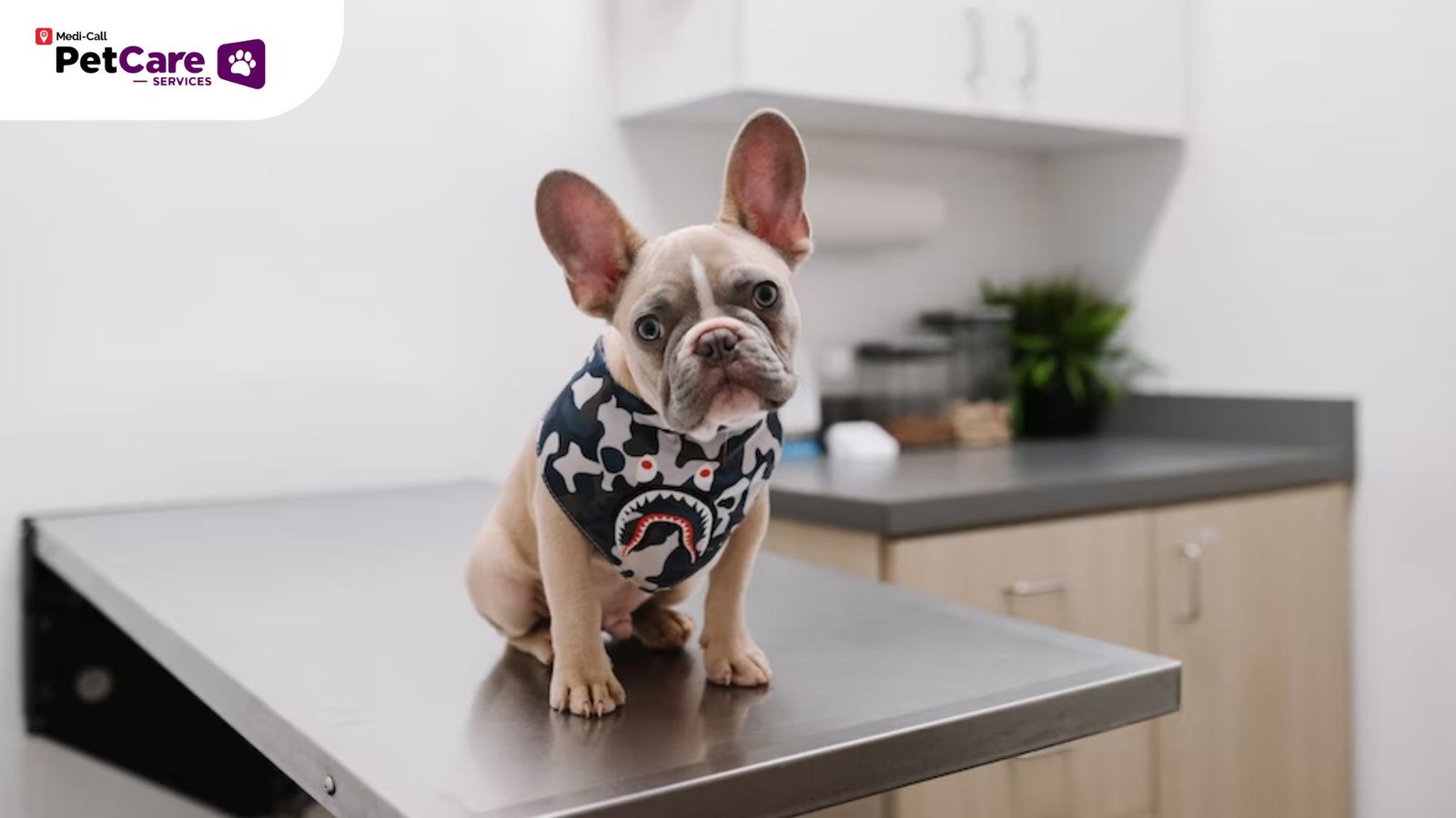 Cara Meminimalisir Efek Samping Vaksin Anjing dan Kucing Pet Care Cara Meminimalisir Efek Samping Vaksin Anjing dan Kucing Pet Care