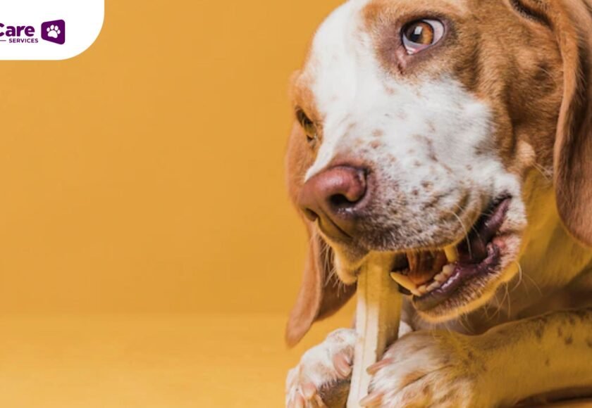 jangan berikan tulang ayam pada anjing dan kucing