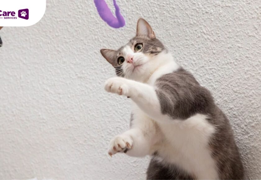 kucing panjang umur