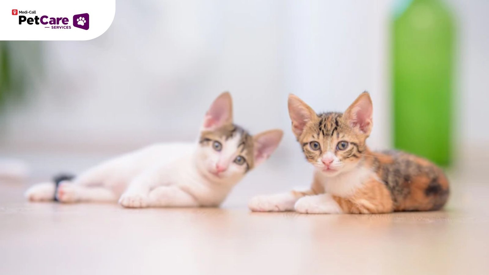Kucing Stunting