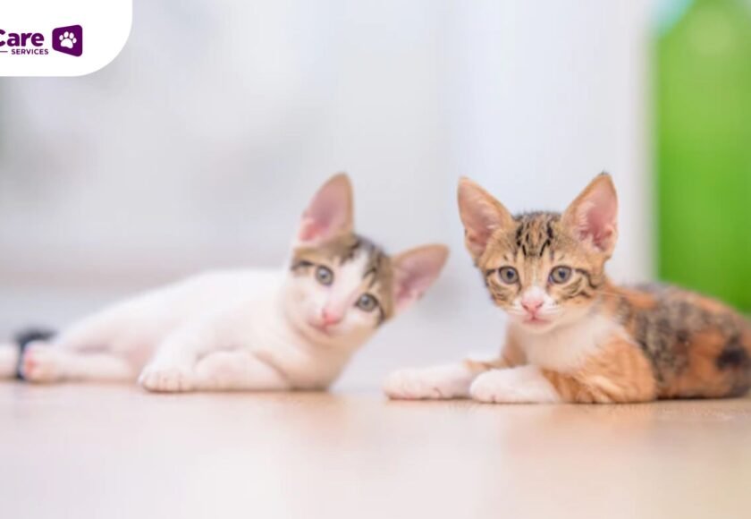 Kucing Stunting