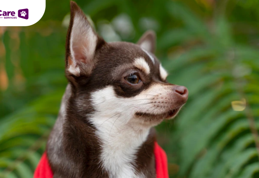 Tips Atasi Ketakutan Anjing Terhadap Kembang Api