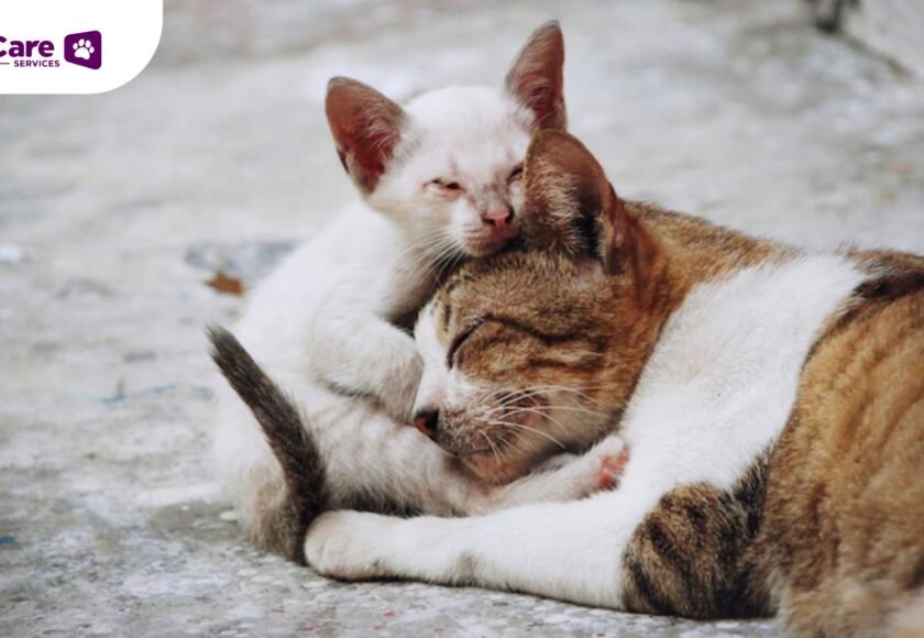 Rabies pada Kucing