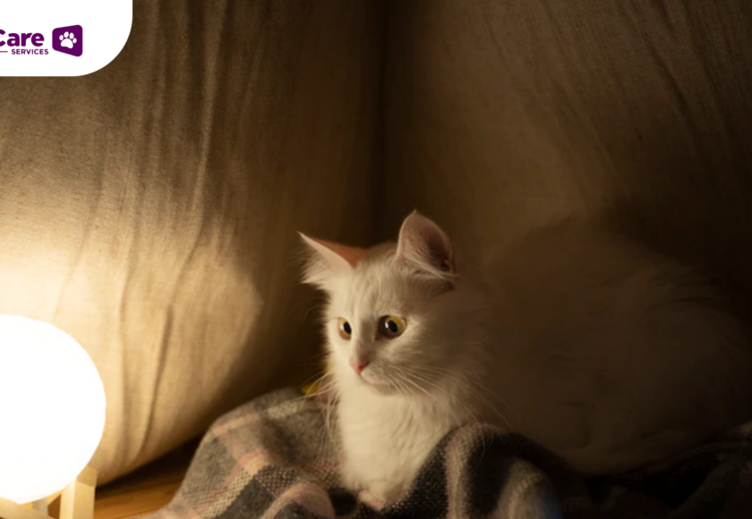 Kerusakan Paru-Paru Kucing