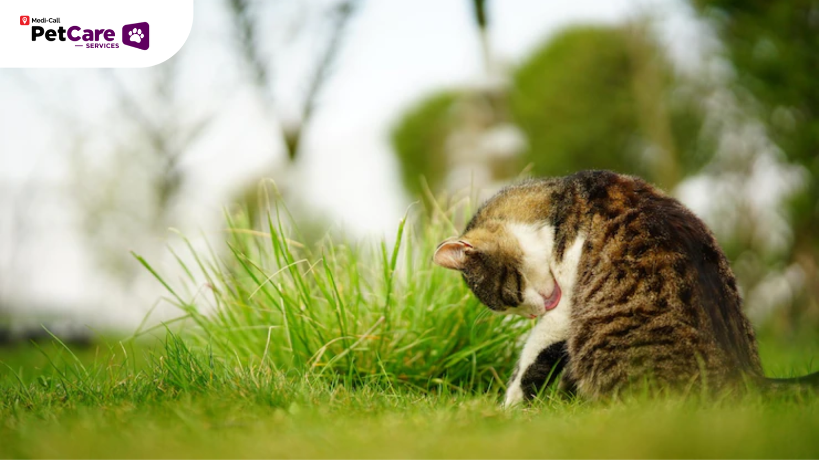 Dapatkah Kucing Mengalami Gegar Otak?