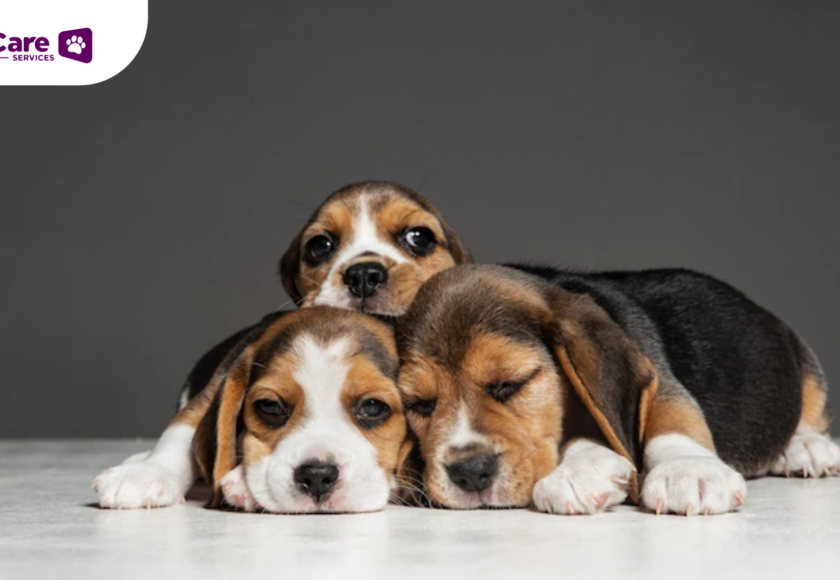 Melatih Anak Anjing Agar Tidak Buang Air di Dalam Rumah