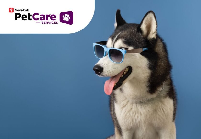 Kenali Cara Perawatan Husky